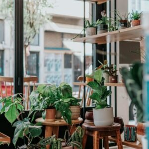 All Plants & Flowers