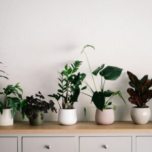 Monstera Tabletop Planter