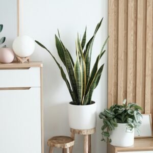 Snake Plant in Ceramic Pot
